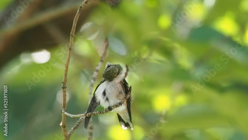 closeup of ruby-throated hummingbird grooming itself on cherry tree