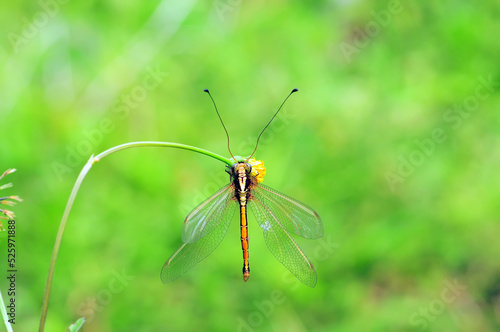 dragonfly on a green grass © 206925HARY