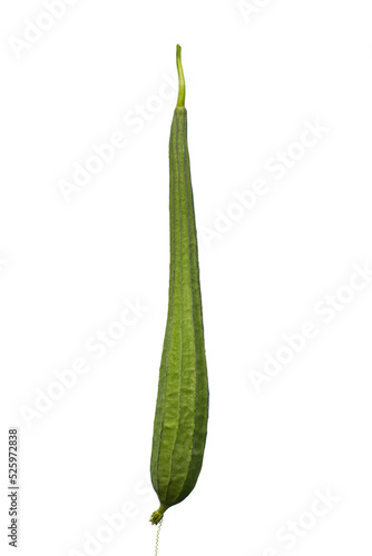 Luffa acutangula isolated in white