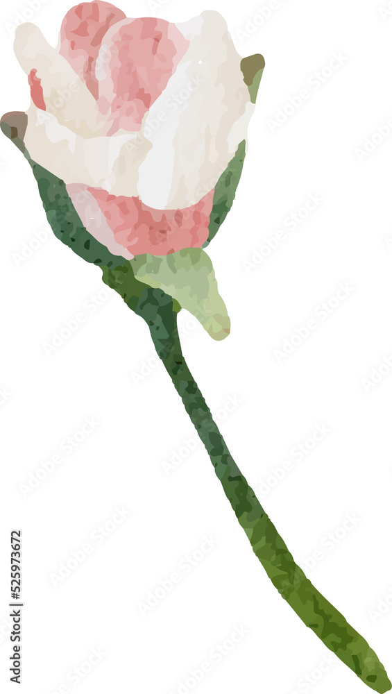 Fototapeta premium watercolor blooming rose branch flower bouquet elements