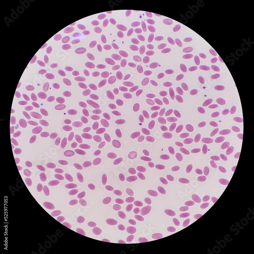 The oval shaped blood cells of the Wild Bactrian Camel. The microscopic image showed erythrocytes, leukocytes and platelet of camel. photo