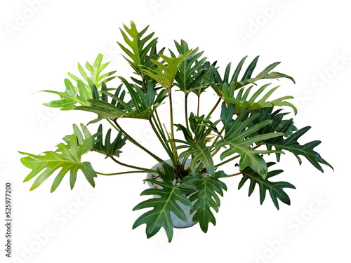A Philodendron Xanadu in white flower pot isolated on white background. Each shiny, green, leathery leaf has 15-20 distinct lobes. photo
