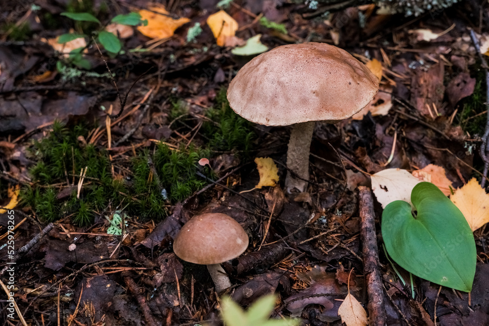 A closeup shot of a birch bolete fungus growing on a forest floor.Birch bolete mushroom in wildlife. Autumn mushrooms season. A closeup shot of a birch bolete fungus growing on a forest floor.Birch bolete mushroom in wildlife. Autumn mushrooms season.