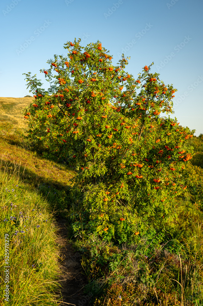 Fototapeta premium Rowan (Mountain-ash, Sorbus aucuparia) fruits. Carpathians, Poland.