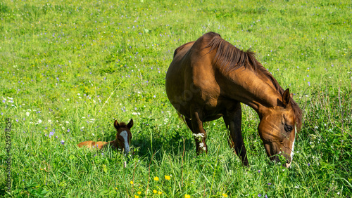 a mare with a foal. a mother with a child. a wild horse. horses in the pasture