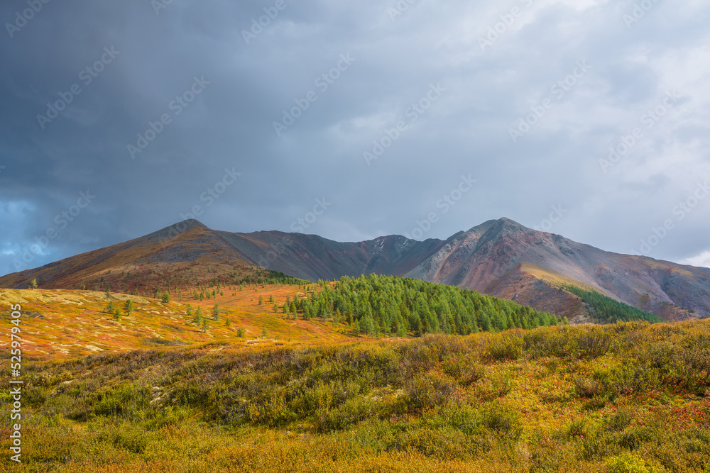 Scenic motley autumn landscape with forest on sunlit multicolor hill and rocky mountain range under dramatic sky. Vivid autumn colors in mountains. Sunlight and shadows of clouds in changeable weather