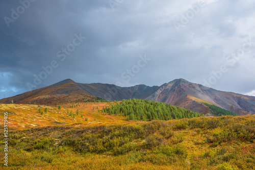 Scenic motley autumn landscape with forest on sunlit multicolor hill and rocky mountain range under dramatic sky. Vivid autumn colors in mountains. Sunlight and shadows of clouds in changeable weather