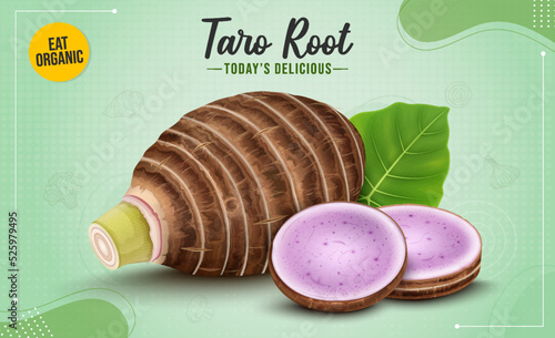 Fresh Taro Root Vegetable with Taro Root Round slices on green background- vector illustration