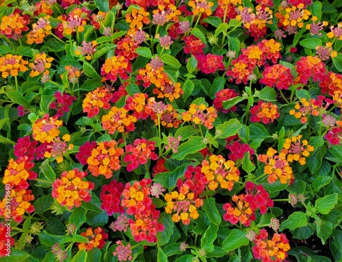 red and yellow flowers