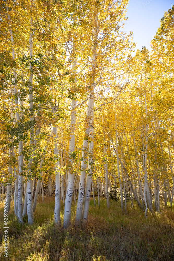 Fototapeta premium Yellow Spruce Trees with graffiti at Duck Creek Village in Utah