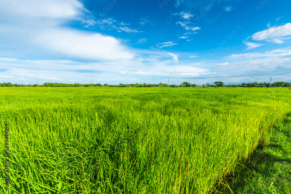Obraz premium Scenic view landscape of Rice field green grass with field cornfield or in Asia country agriculture harvest with fluffy clouds blue sky daylight background.