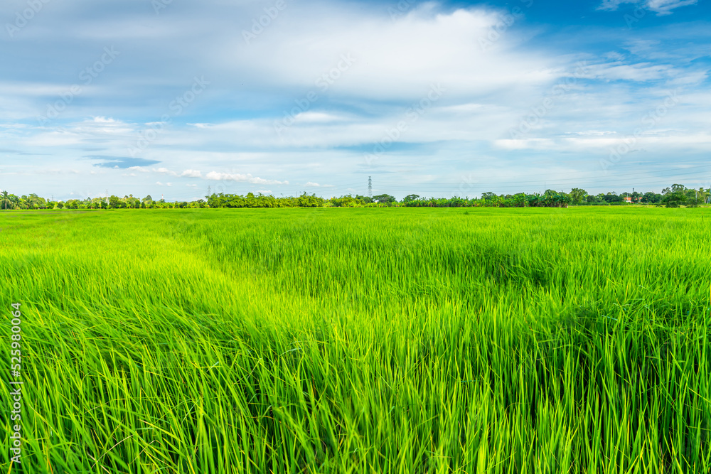 Scenic view landscape of Rice field green grass with field cornfield or in Asia country agriculture harvest with fluffy clouds blue sky daylight background.