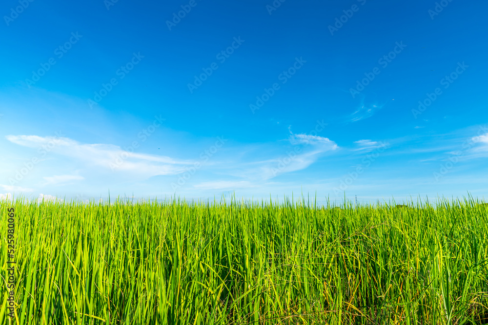Scenic view landscape of Rice field green grass with field cornfield or in Asia country agriculture harvest with fluffy clouds blue sky daylight background. Scenic view landscape of Rice field green grass with field cornfield or in Asia country agriculture harvest with fluffy clouds blue sky daylight background.