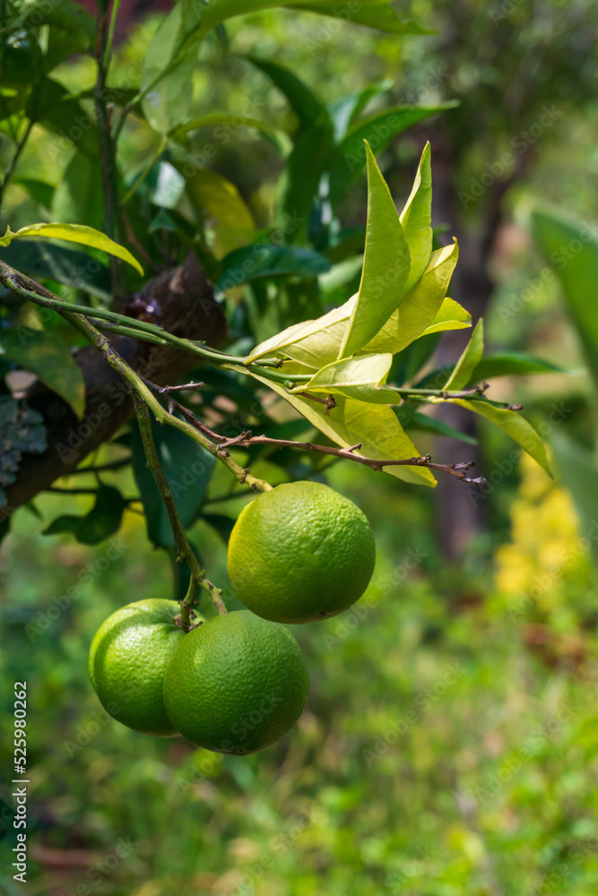 A branch with green ripening oranges in the garden A branch with green ripening oranges in the garden
