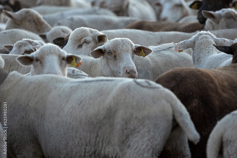 Obraz premium shepherd man sheep cattle flock