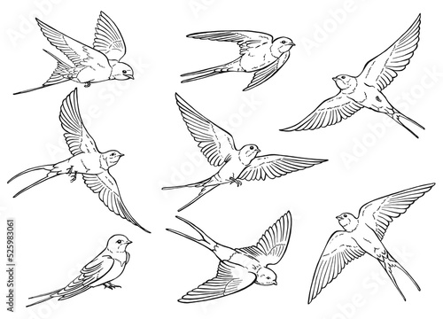 Set of flying swallow. Hand drawn illustration converted to vector.
