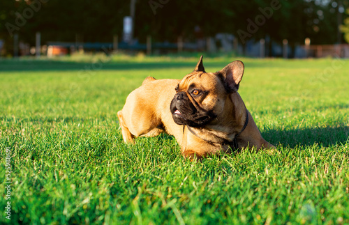 The dog is a French bulldog. It lies on a background of green blurred grass. The dog is yellow. The photo is blurred