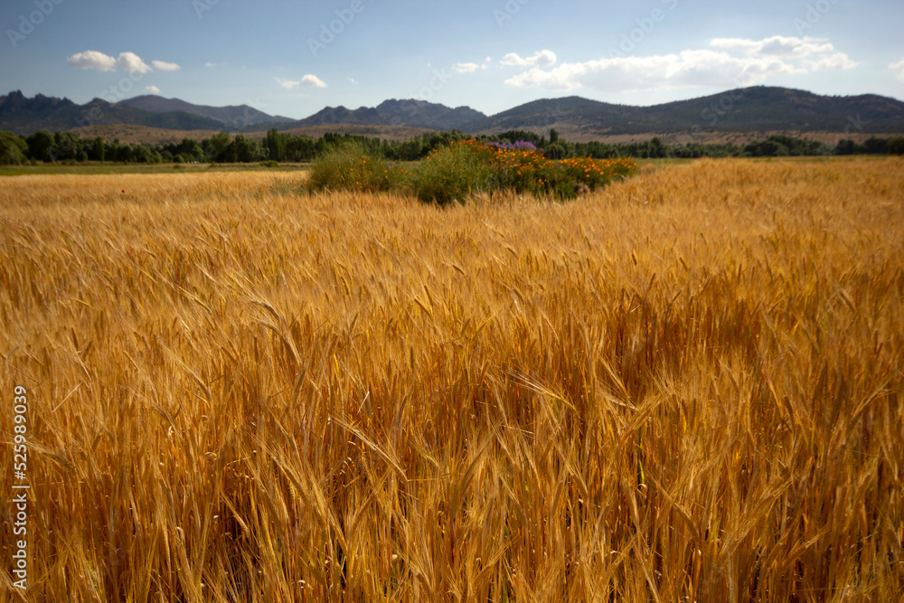 field of ripe yellow wheat field of ripe yellow wheat