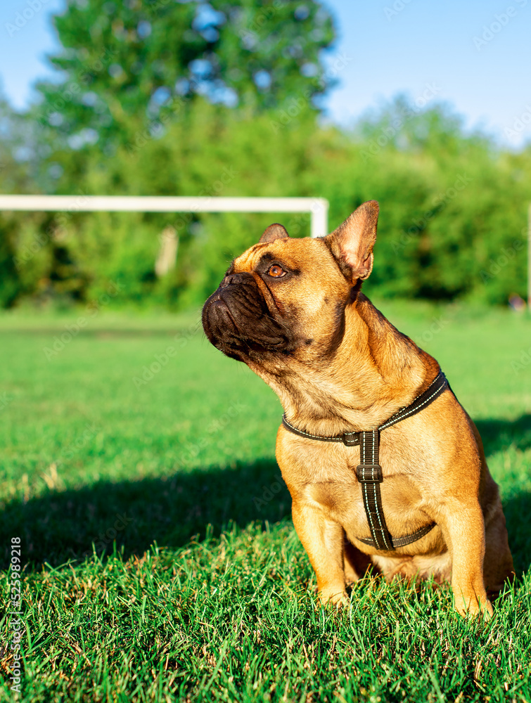 The dog is a French bulldog. The dog is sitting on a background of blurred green grass. Yellow French bulldog with a black muzzle. The photo is blurred.