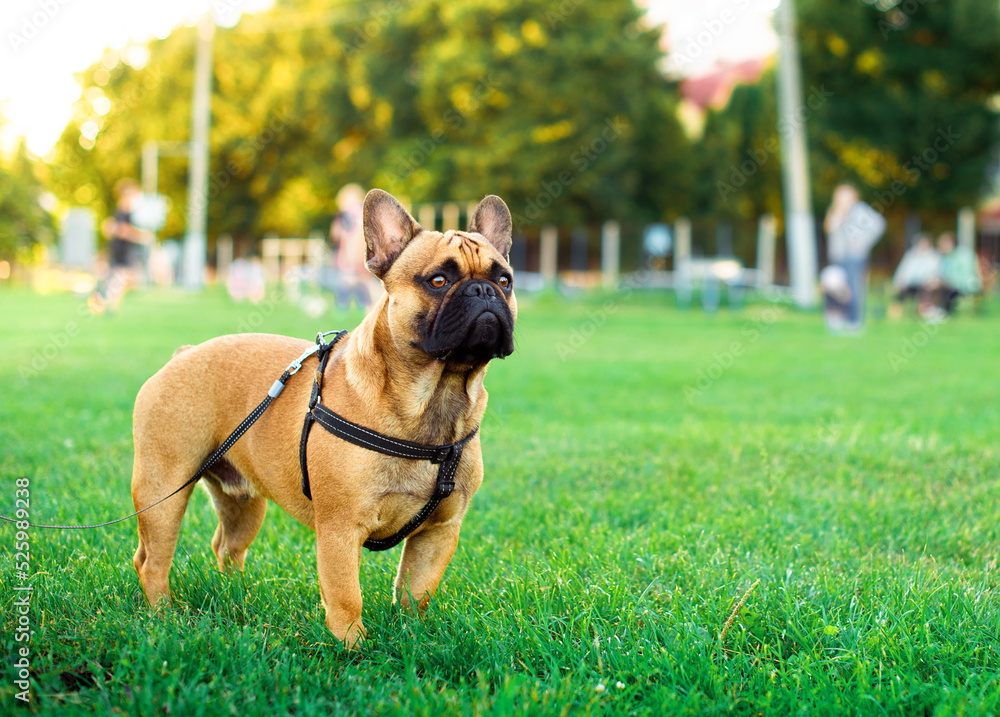 The dog is a yellow French bulldog with a collar or harness. He stands on a background of blurred green grass and trees.