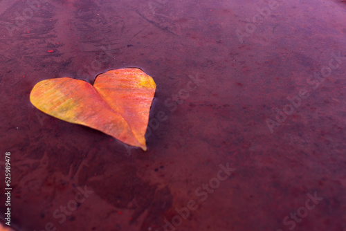 Yellow heart-shaped leaf on the water