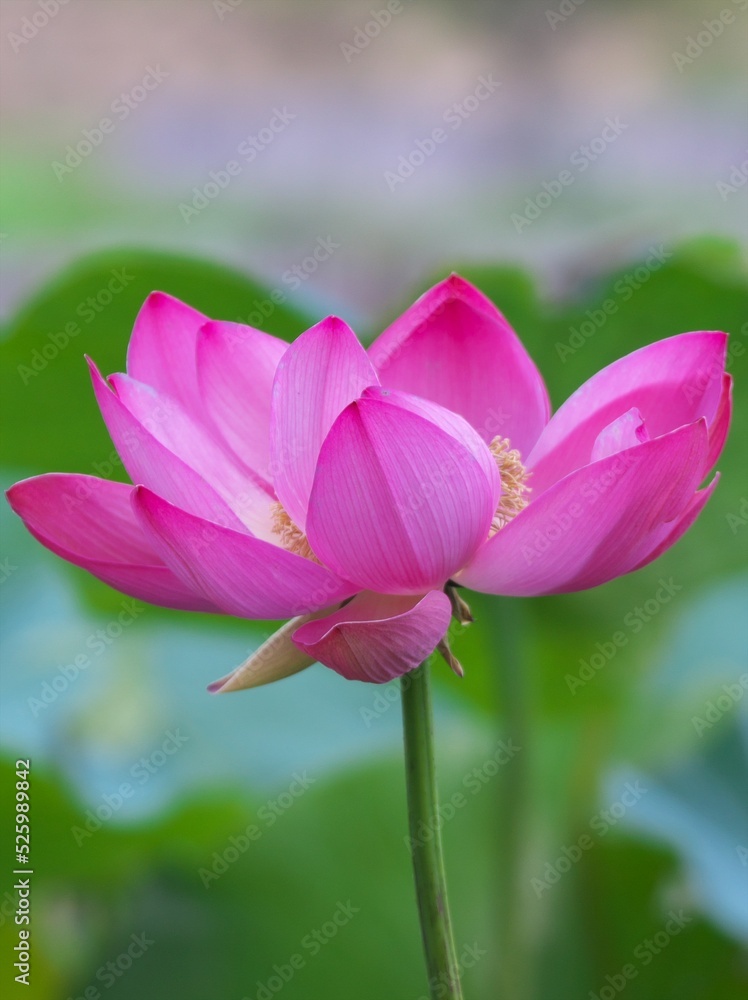 美しく咲き誇る蓮池