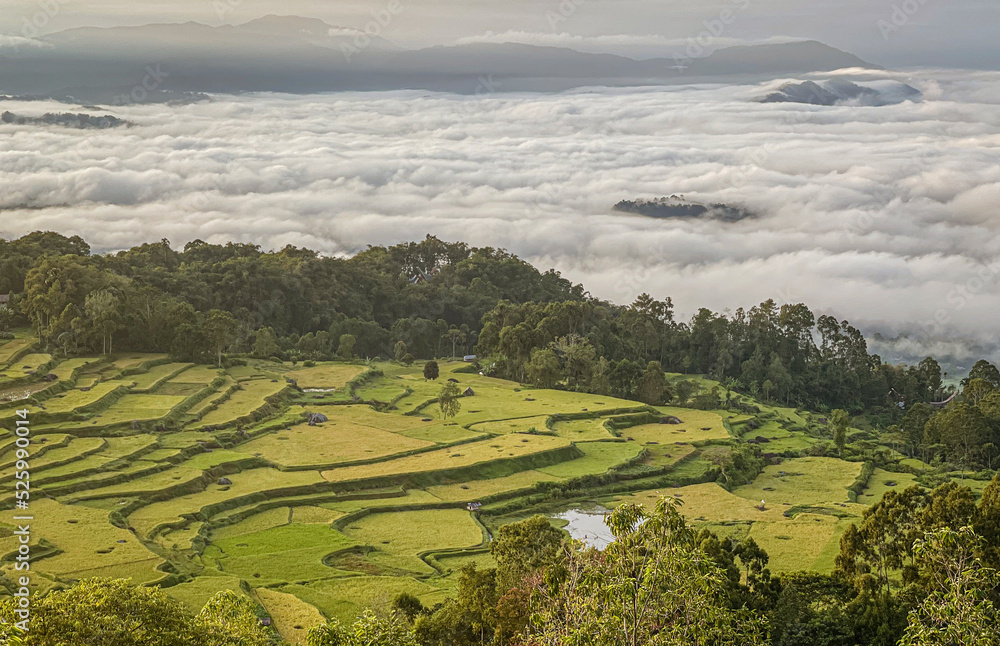Java, Indonesia, June 13, 2022 - Terraced roce fields as seen from a road above.