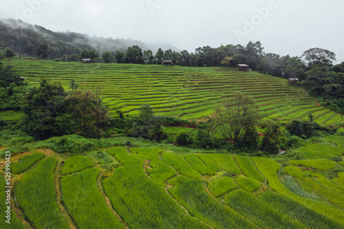 Green Rice field on terraced and farm hut © artrachen
