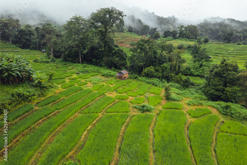 Green Rice field on terraced and farm hut