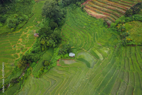 Green Rice field on terraced and farm hut