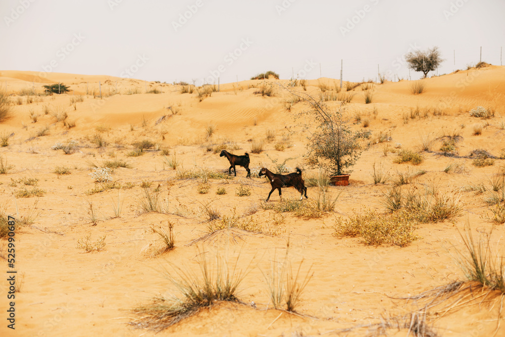 Goats cross the desert, graze in the desert