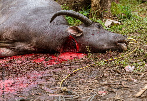 Java, Indonesia, June 13, 2022 - Water buffalos are sacraficed at Toraja funerals. This bull was recently killed.. photo
