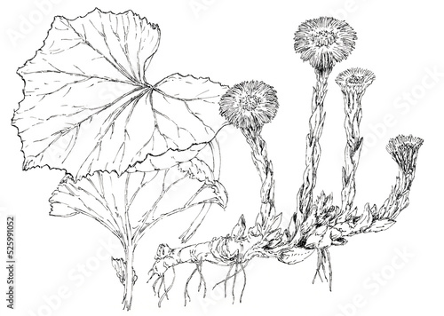 Coltsfoot plant (Tussilago farfara) botanical drawing. Ink on paper.