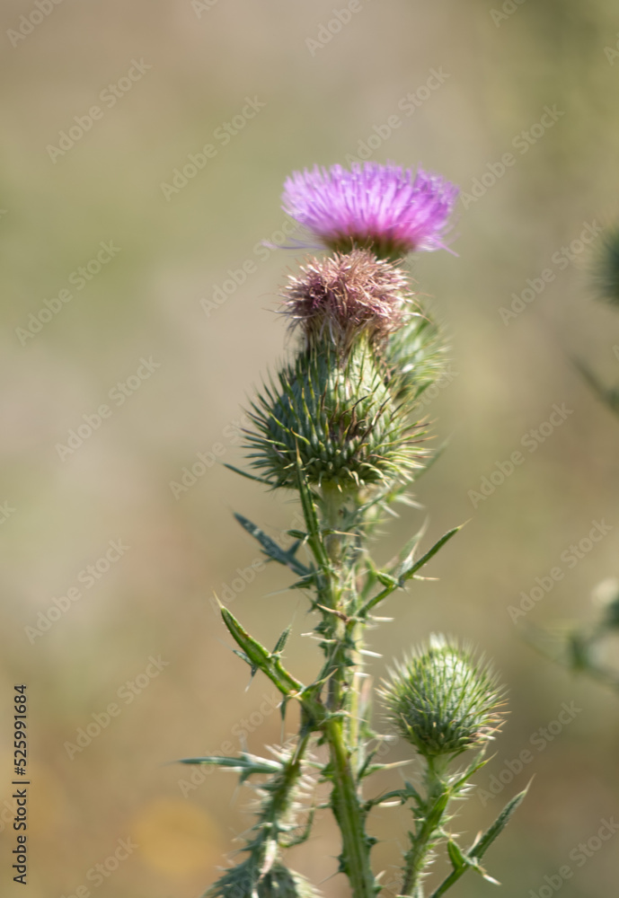 Bright wild flowers in the field of nature. Bright wild flowers in the field of nature.