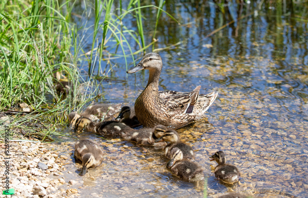 Ducks swim in the river, nature in the pond. Ducks swim in the river, nature in the pond.