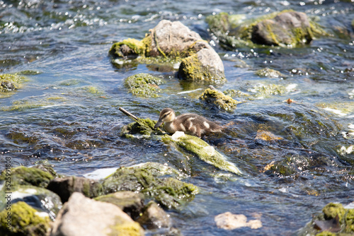 Ducks swim in the river  nature in the pond.