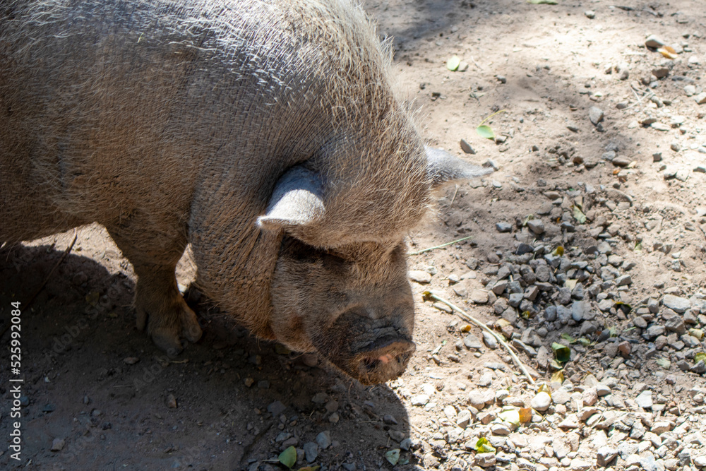 muzzle of a large gray pig close-up. farm animals muzzle of a large gray pig close-up. farm animals
