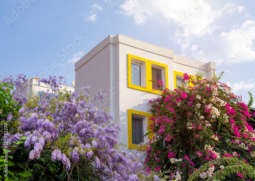 Fototapeta Naklejka Na Ścianę i Meble -  bougainvillea flower in front of white houses, front view
