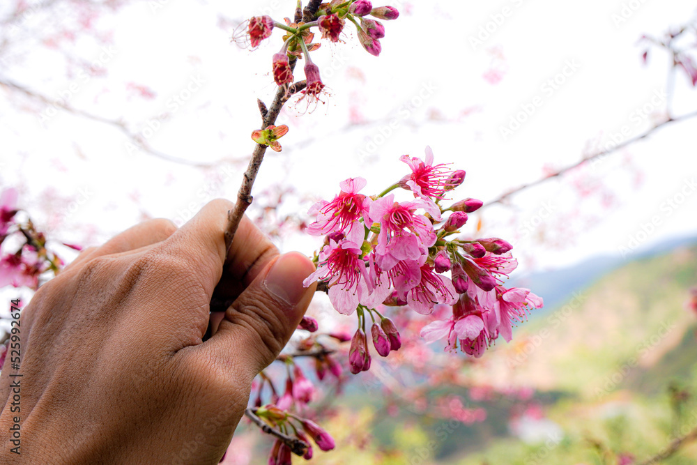 Fototapeta premium hand with pink flowers