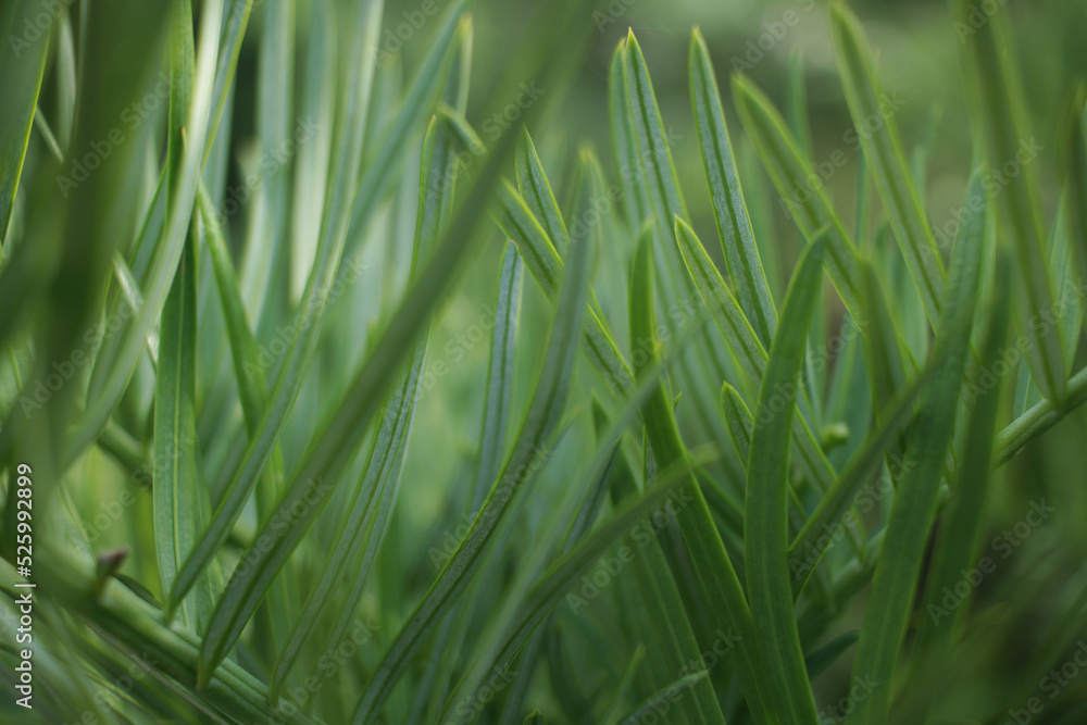 Fototapeta premium Close up macro of green pine needles