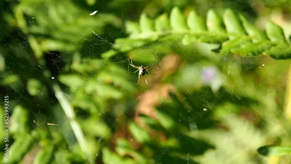 A spider on a web in a sunny summer forest. Macro life of insects in nature.