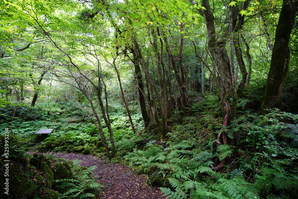 fascinating summer forest with pathway fascinating summer forest with pathway