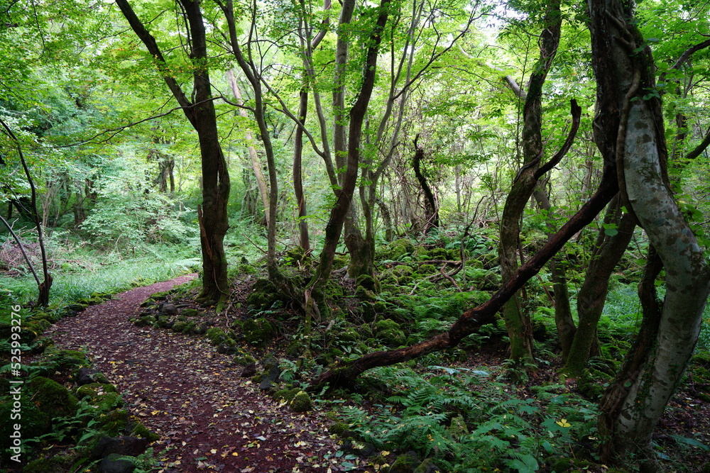fine path through thick wild forest fine path through thick wild forest