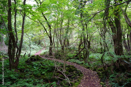 fascinating summer forest with pathway