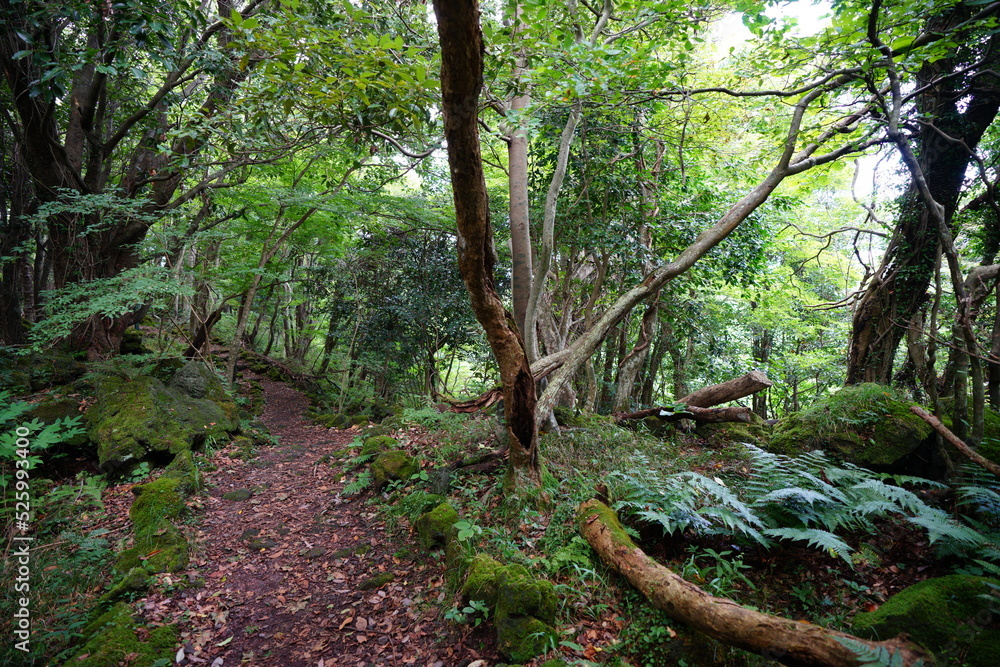 old trees and path in refreshing summer forest old trees and path in refreshing summer forest