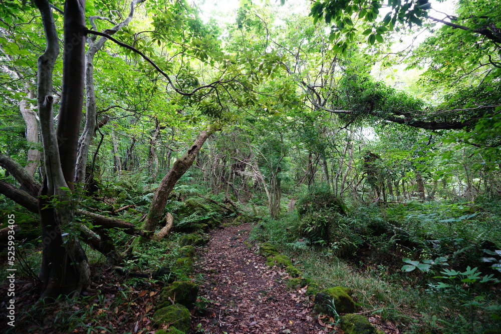 old trees and path in refreshing summer forest