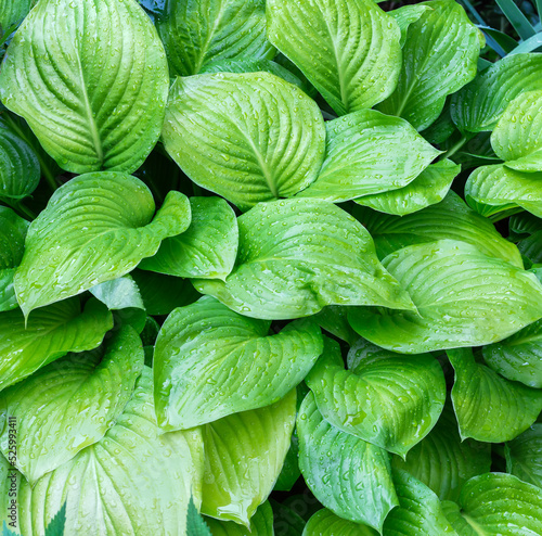 Photos Background of hosta leaves covered with water drops, close-up