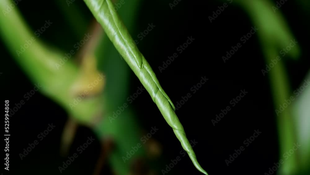 Detail View Of Close Sprout Of Monstera Plant. - selective focus, slow motion Detail View Of Close Sprout Of Monstera Plant. - selective focus, slow motion