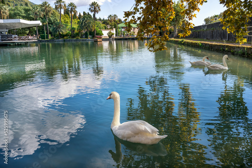 White swans slowly swim in the lake of the city park of New Athos, Abkhazia.