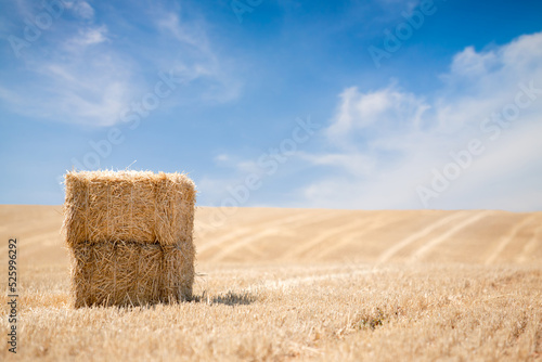 Canvastavla Bale of straw agriculture fields, Valensole,Provence,PACA Region,South,France,Eu